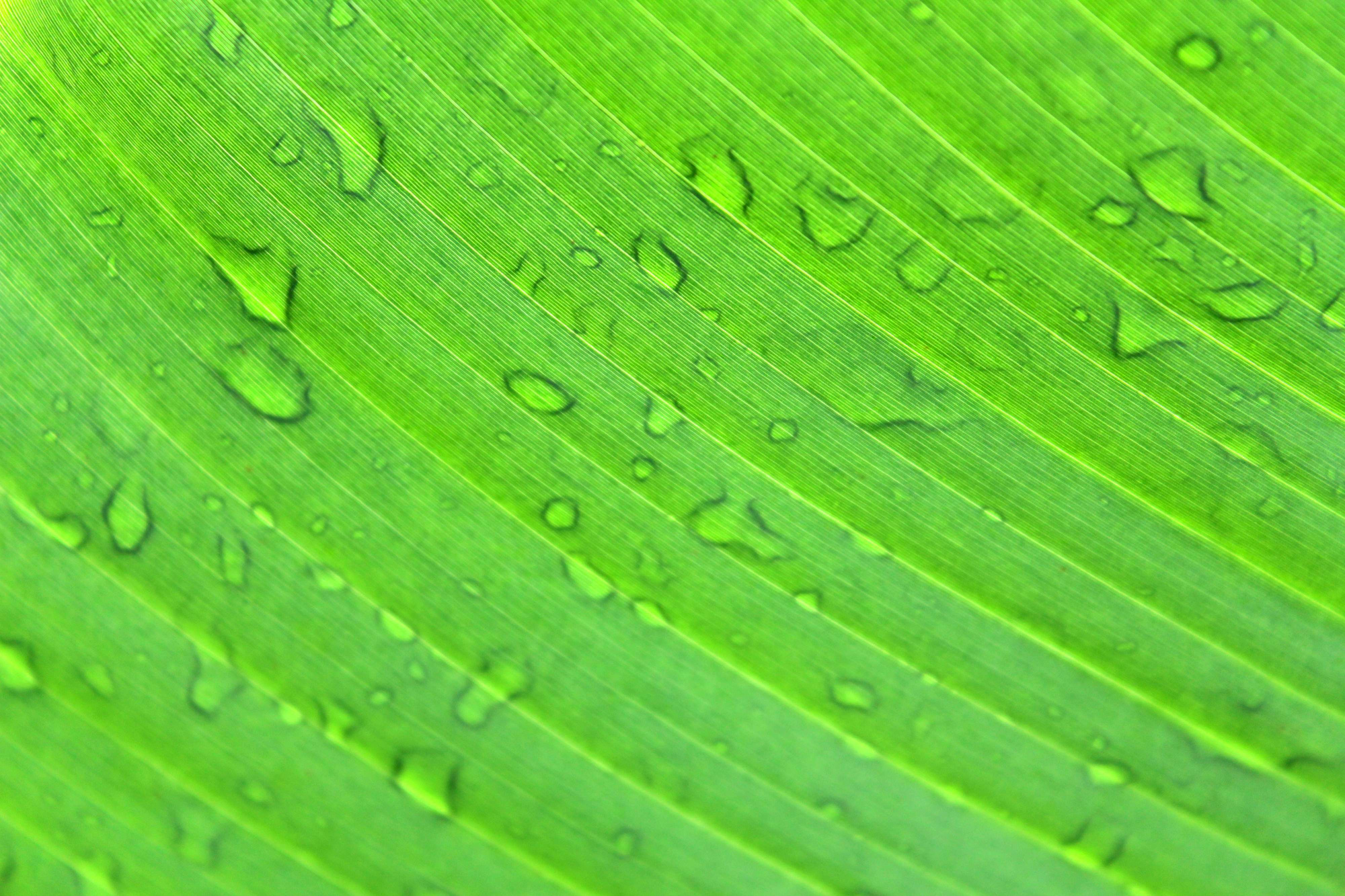 Leaf Banana Background